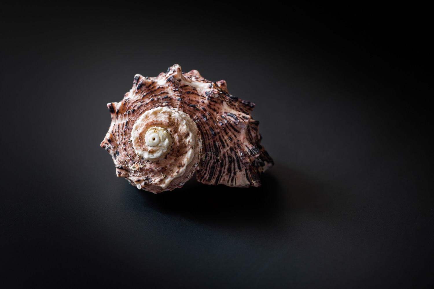 sea creature