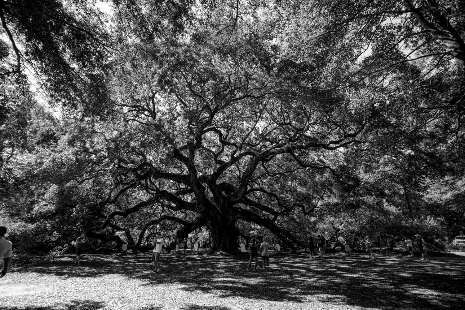 5000 year old Angel Oak Tree
